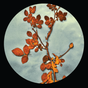 Jorge Gamarra & D'Marc Cantu - The Bramble E.P